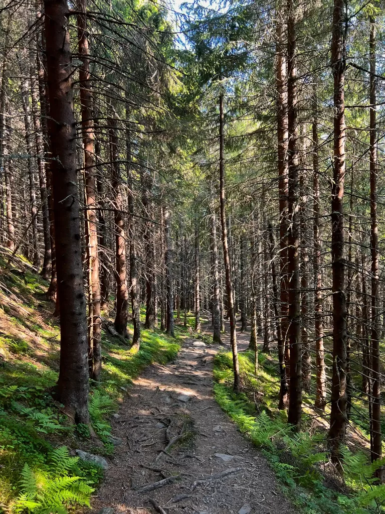 Forest trail on the lower section of the Oksen hike near Tjoflot